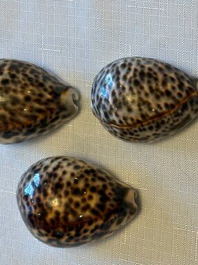 3 Natural Tiger Cowrie sea shells